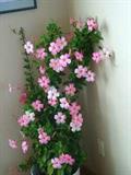 Dipladenia sanderi